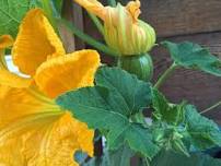 Squash and Other Cucurbits With Anza Muenchow — South Whidbey Tilth