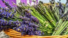 California Lavender Honey Farm Tour