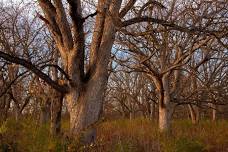 Blue Week: Blue Creek Glade State Nature Preserve Walk (Adults and 12+)