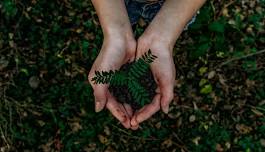 Goodall Reserve Planting Day