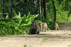 Ho Chi Minh: Private Can Gio Mangrove Forest Day Tour