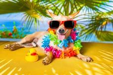 June Yappy Hour - Bow Wow Luau