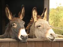 Alwood Donkeys