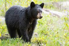 The Black Bear and The Bobcat