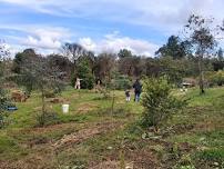 South Lismore National Tree Day - Come along and plant some trees!