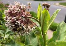 Native Plant Tour