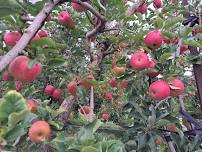 Pink Lady Apple and Strawberry PYO Event at Eastern Colour