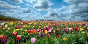 A sea of       flowers and a spiritual garden,