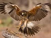 WINGS TO SOAR RAPTOR SHOW