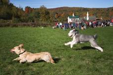 Fall Dog Party at Dog Mountain