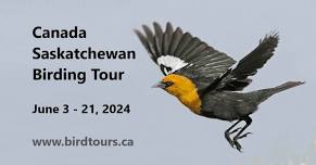 Saskatchewan Spring Birding Tour June 3 – 21, 2024