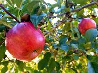 Pick Your Own Apples - Free!