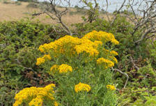 Sinkyone Tansy Ragwort Bash