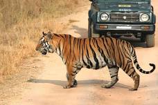 Panna National Park: Private Tiger Safari Experience from Khajuraho