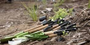 Greening Taupo Community Planting