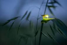 Fascinating Fireflies at Stauffer’s Marsh