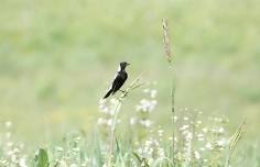 CT Audubon EcoTravel: Bafflin Sanctuary Bird Walk