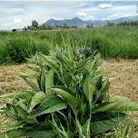 Natural Farming with Miles Filipeli