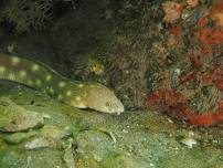 Night & Day Dive Blue Heron Bridge & Drift Dive