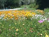 Kirstenbosch Gardens