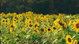 Highland Orchards Peach and Sunflower Harvest