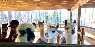 Weekend Creekwater Alpaca Farm Barn Tour