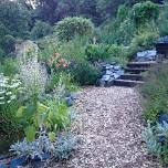 HERB GARDEN TOUR with Kathi Keville