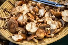 shiitake mushroom innoculation workshop — WALLY FARMS