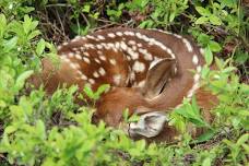 Fawns in the Forest