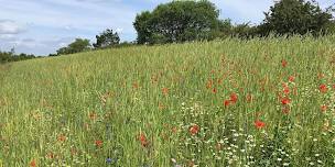 Arable Plant Identification and Ecology