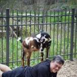 Goat Yoga & Goat Fun!