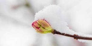 SIGNS of SPRING MINDFUL WALK with Suzy Conroy