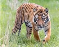 Global Tiger Day