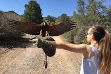 Montana's Eagle Experience and American Prairie present Raptors in the Modern World