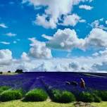 Meditation Class at Hitchin Lavender