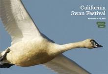 California Swan Festival