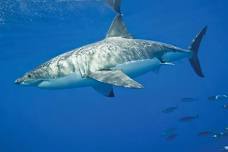 Multicultural Playgroup - Australian Great White Sharks