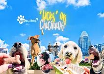 Licks of Cincinnati: PetSuites