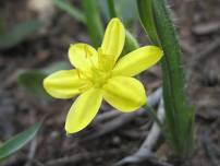 Spring Wildflower Walk with Jeff Cantrell at Linden’s Prairie