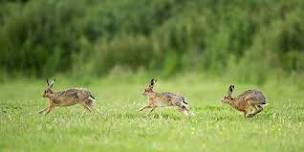 Animal Olympics: Summer Trail at the Nature Discovery Centre - Tuesday 6 August