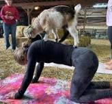 Goat Yoga at Kelkenberg Farm