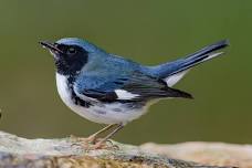 Spring Bird Walk at the DOAS Sanctuary