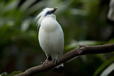 Bird Watching Tour in Ubud Countryside with Transfer