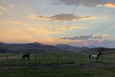 Guided Walking Tour of Methow Meadows: Farm Animals, Lavender, Garlic