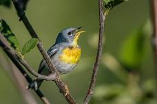 PERRY LAKES PARK — ALABAMA AUDUBON