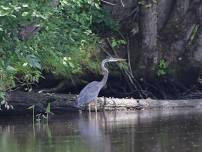 Farmington River at Rainbow Reservoir, Windsor, CT