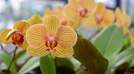 Mackay & District Orchid Society's 