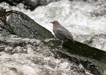 Birds of the Teanaway Community Forest