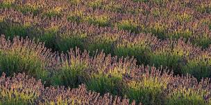 SIPC Cambridge Lavender Farm Photography (SIPC Members only event)