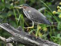 Birding Field Trip at Leaser Lake